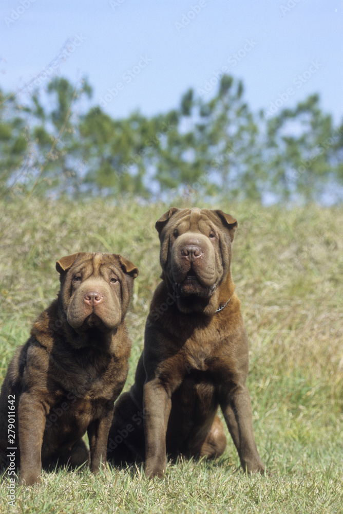 Obraz premium Shar Pei