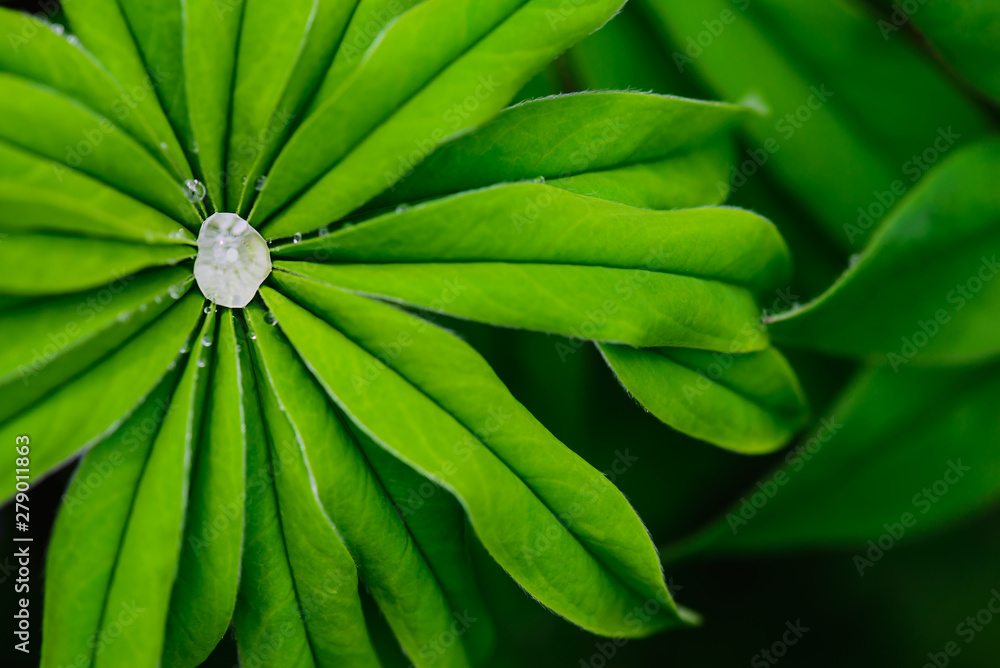 Green leaves of lupine in dew drops. Green leaves of lupine in dew drops.