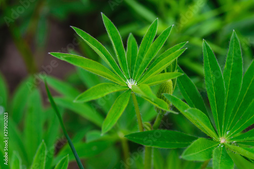 Green leaves of lupine in dew drops.