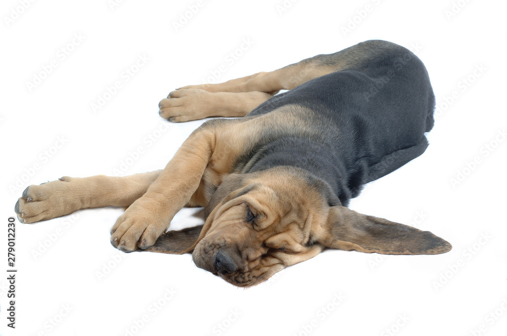Obraz premium Bloodhound