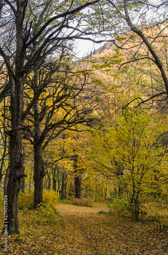 alley strewn with Golden leaves from trees in autumn alley strewn with Golden leaves from trees in autumn
