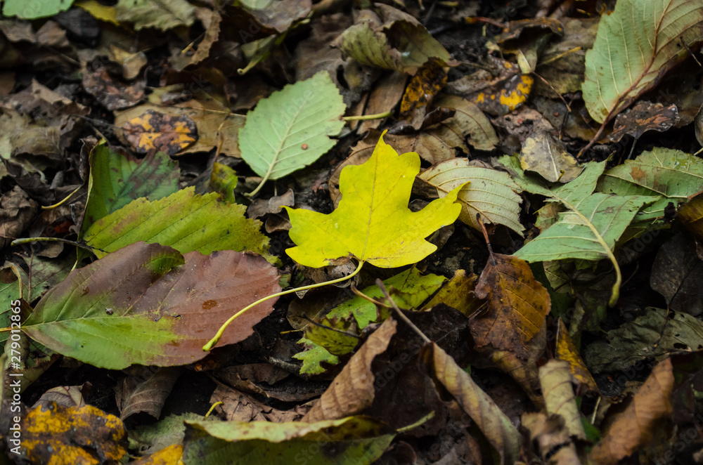 yellow maple leaf on a background of yellow green leaves yellow maple leaf on a background of yellow green leaves