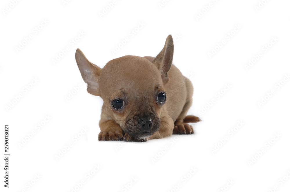 Obraz premium Chihuahua