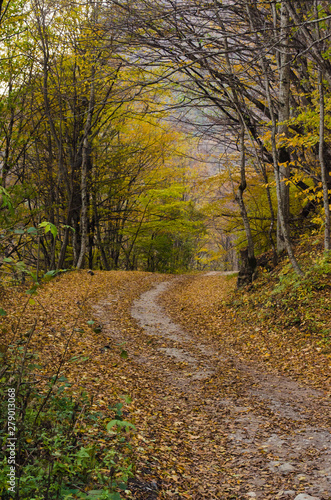 alley strewn with Golden leaves from trees in autumn