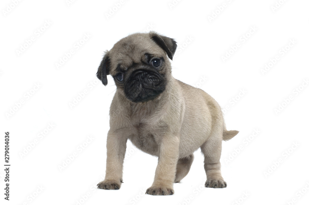 Obraz premium Pug