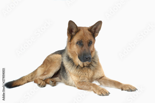 German Shepherd