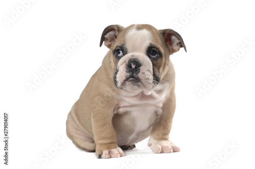 English Bulldog