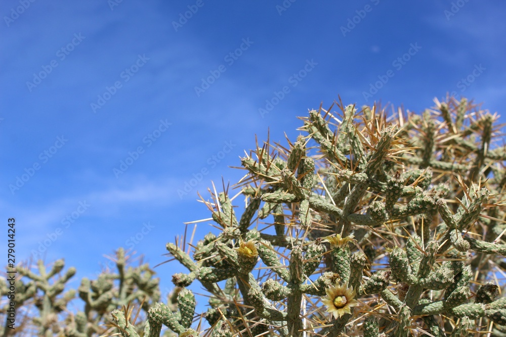 In the margins of 29 Palms, this native Mojave species known commonly as Pencil Cholla and botanically as Cylindropuntia has multiple paths of propagation, pollination and vegetative reproduction. In the margins of 29 Palms, this native Mojave species known commonly as Pencil Cholla and botanically as Cylindropuntia has multiple paths of propagation, pollination and vegetative reproduction.