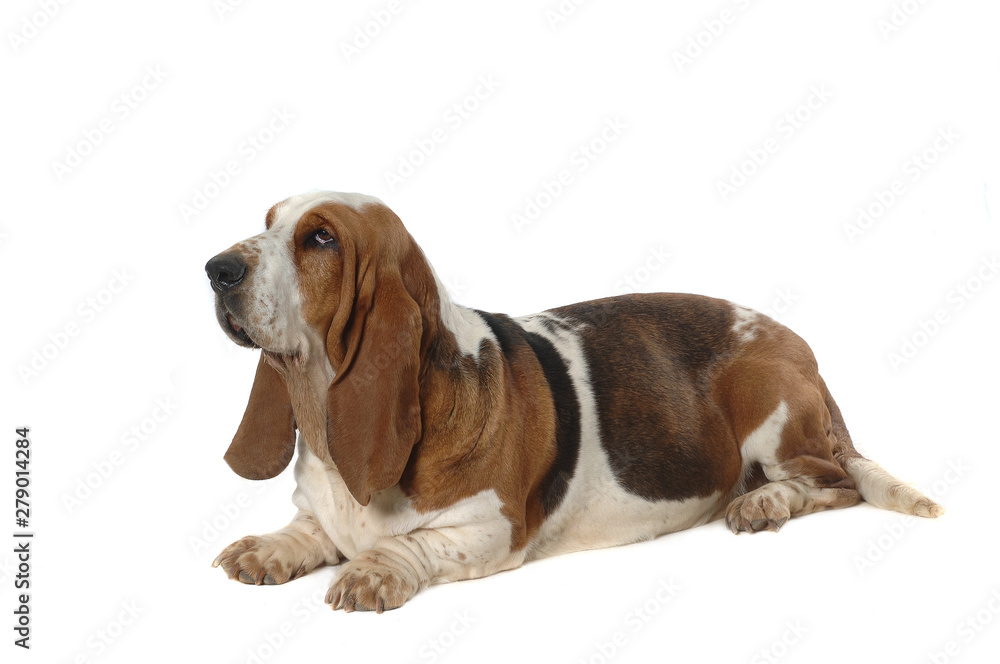 Basset Hound