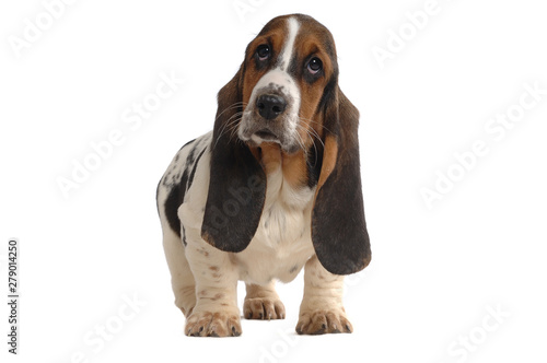 Basset Hound