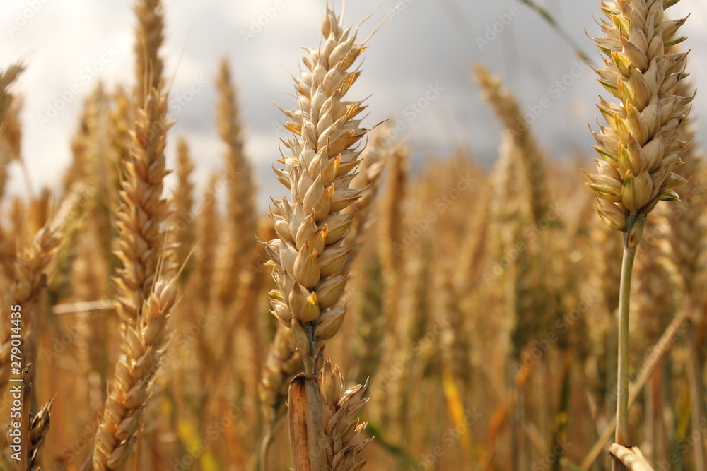 a beautiful golden wheat ear closeup with a soft background of wheat ears