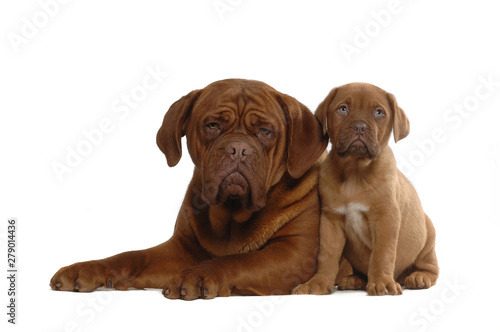 French Mastiff