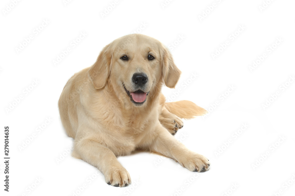 Golden Retriever Golden Retriever