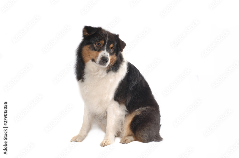 Australian Shepherd Australian Shepherd