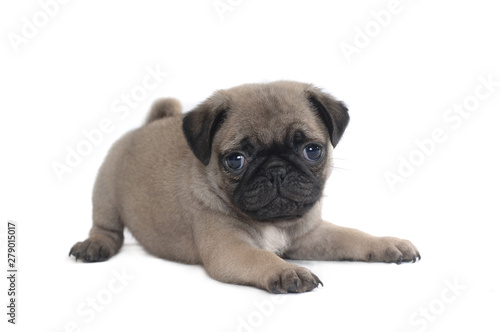 Pug