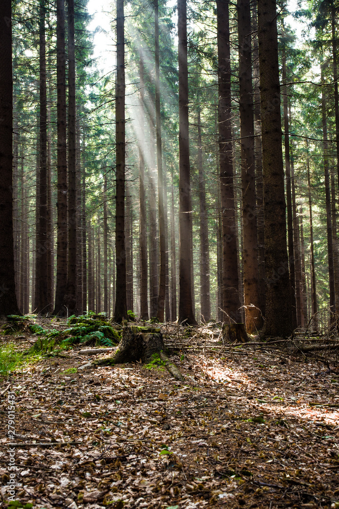 Fototapeta premium path in the forest