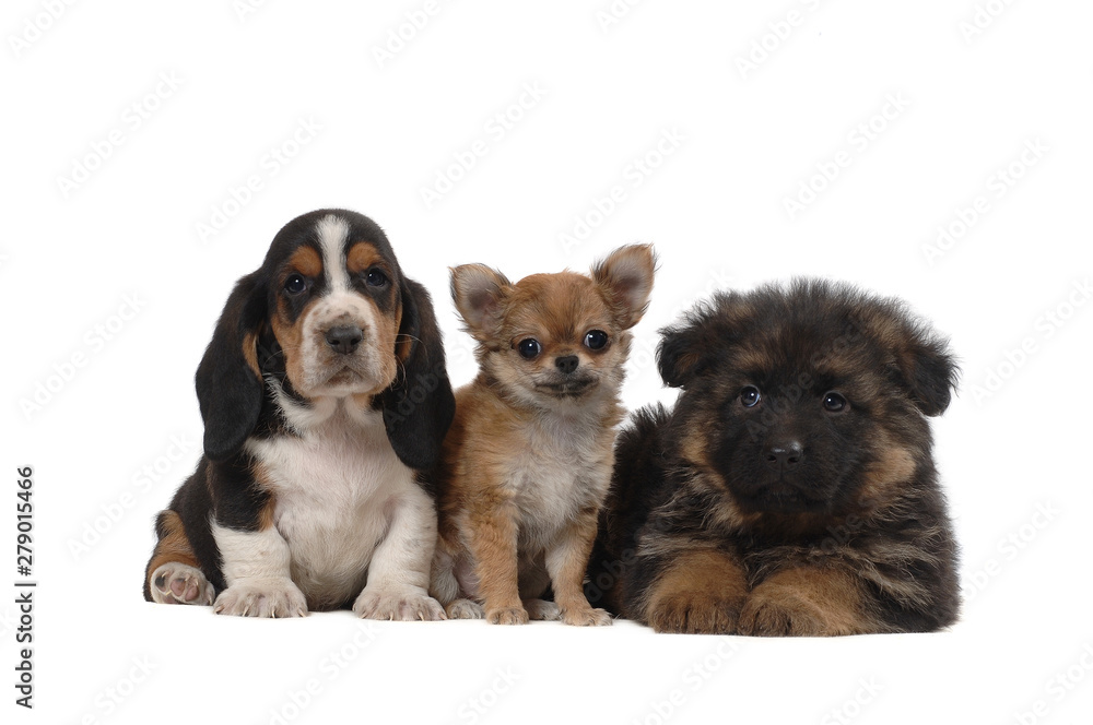 Obraz premium Basset Hound