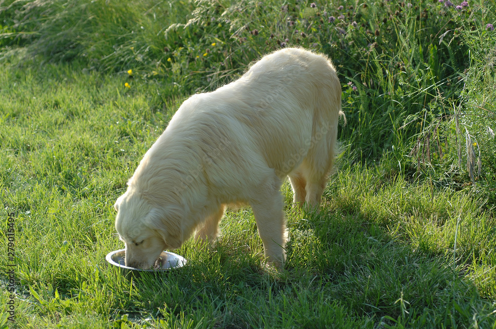 Obraz premium Golden Retriever