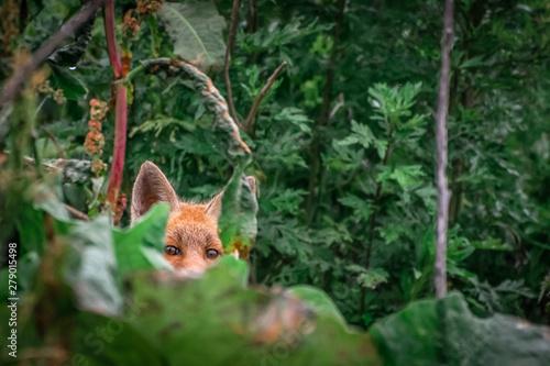 Red fox cub. European wildlife. Cute fox puppy. © Jelena