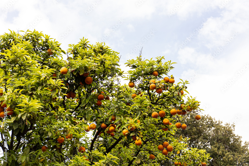 tree with green leaves and ripe tangerines under sky with clouds in rome, italy
