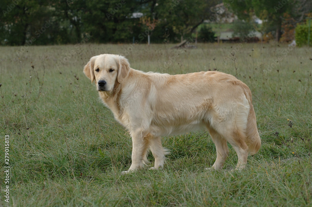 Golden Retriever