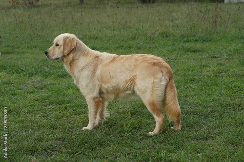 Golden Retriever