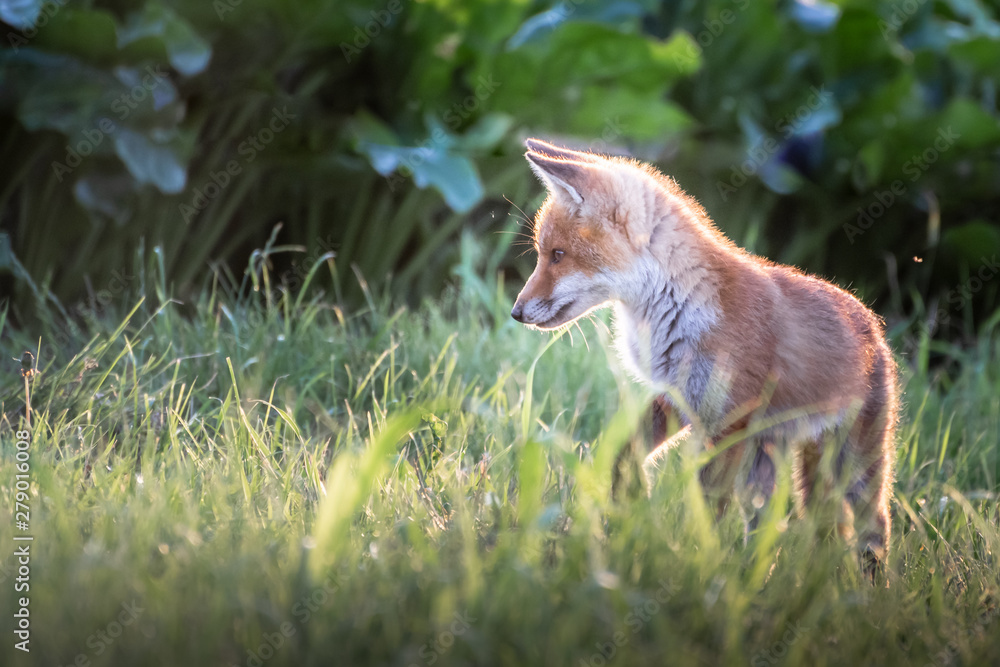 Red fox cub. European wildlife. Cute fox puppy. Red fox cub. European wildlife. Cute fox puppy.