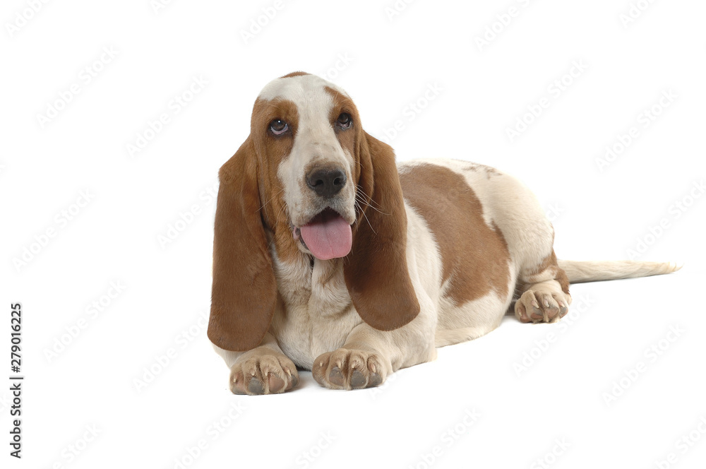 Basset Hound