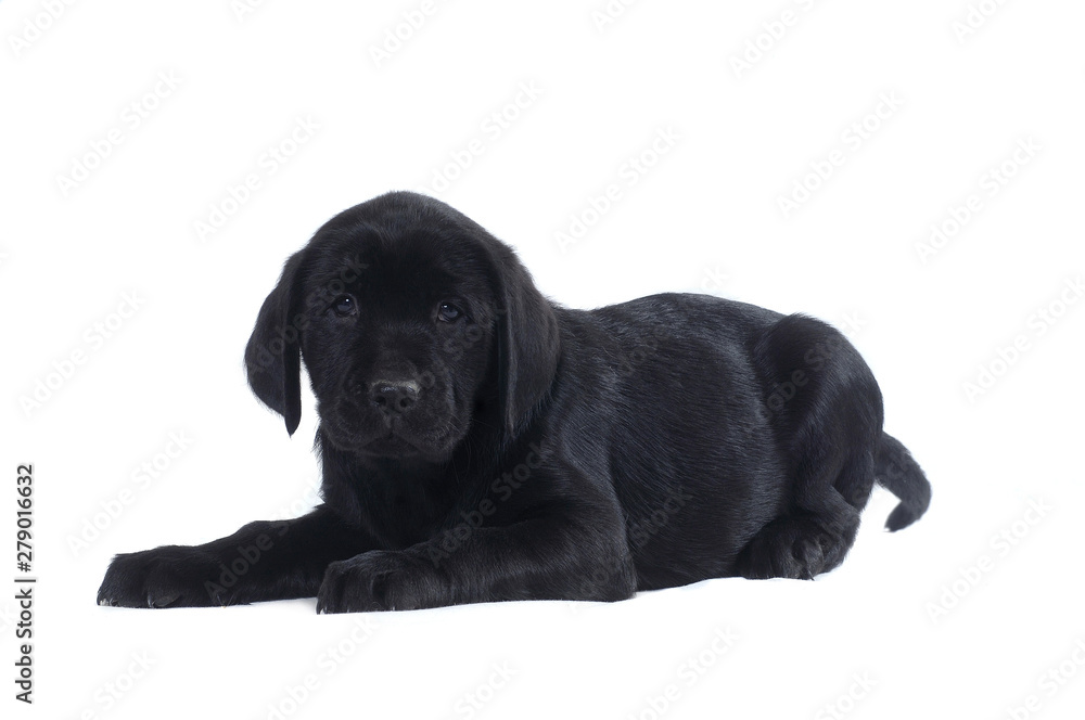 Fototapeta premium Labrador Retriever