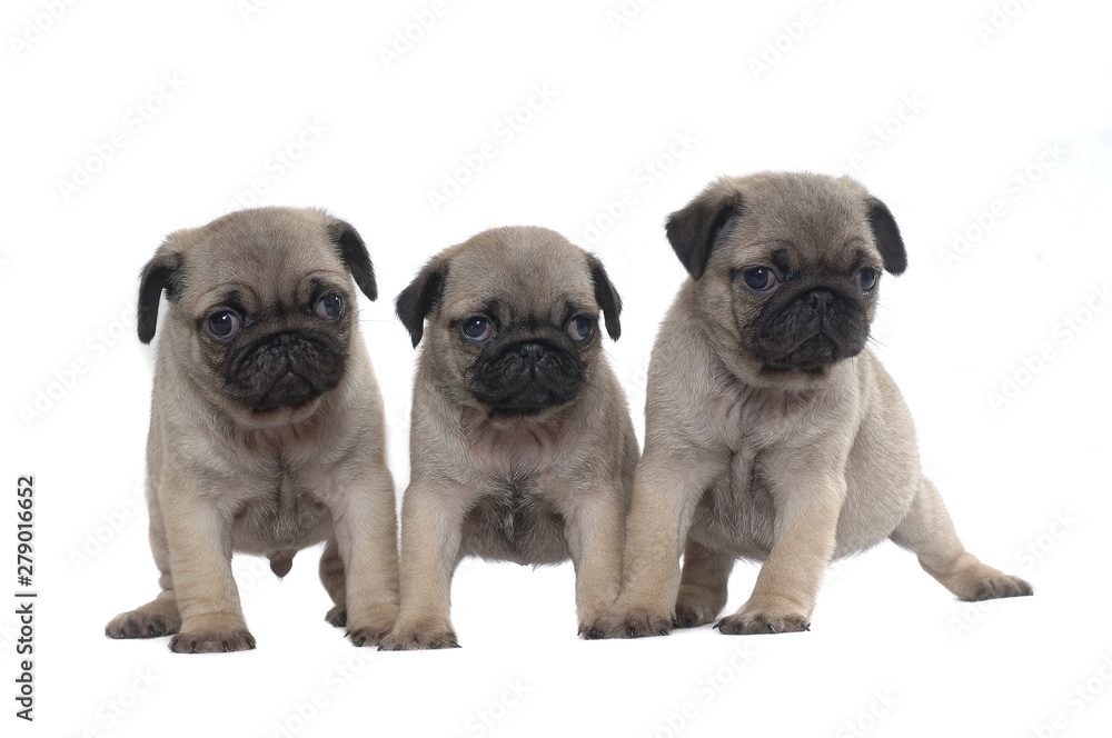 Fototapeta premium Pug