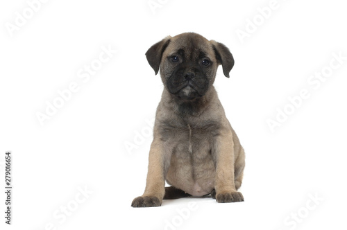 Bullmastiff