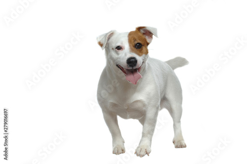 Jack Russell Terrier © Lifanimals