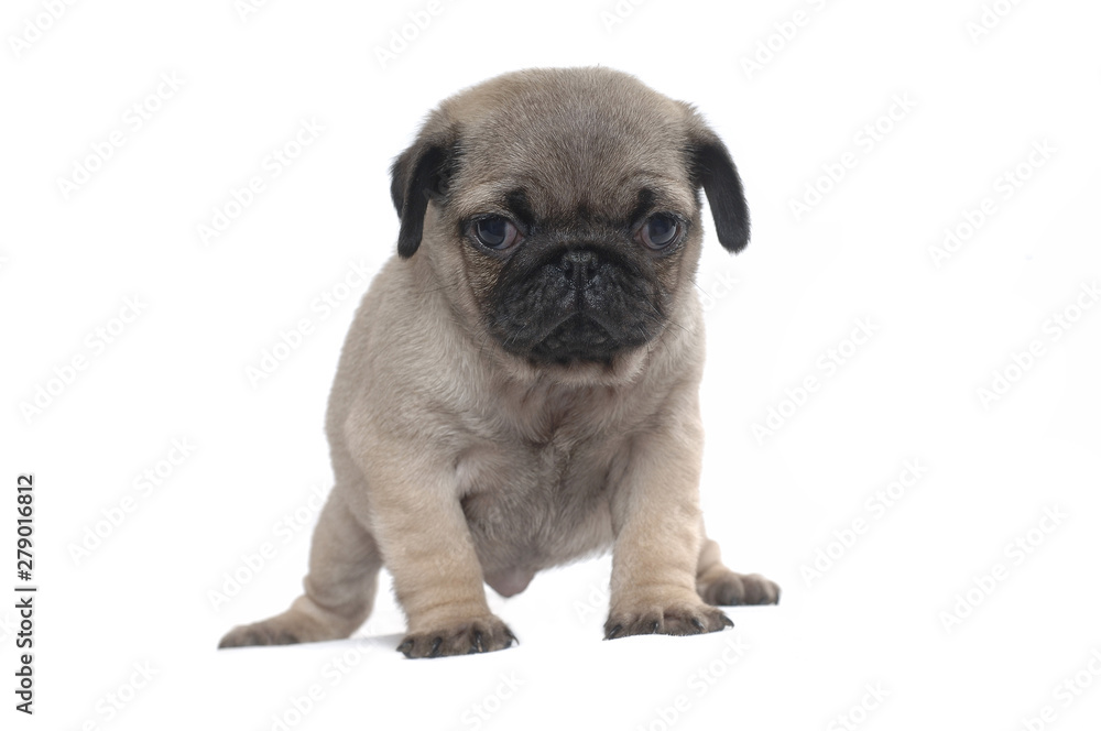 Pug Pug