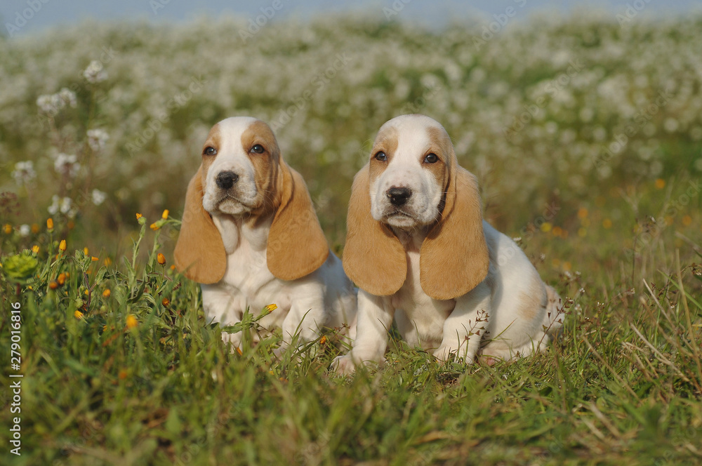 Basset Hound