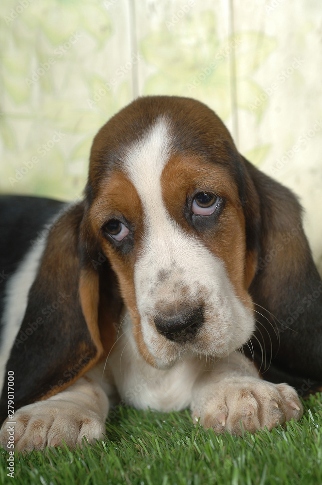 Basset Hound