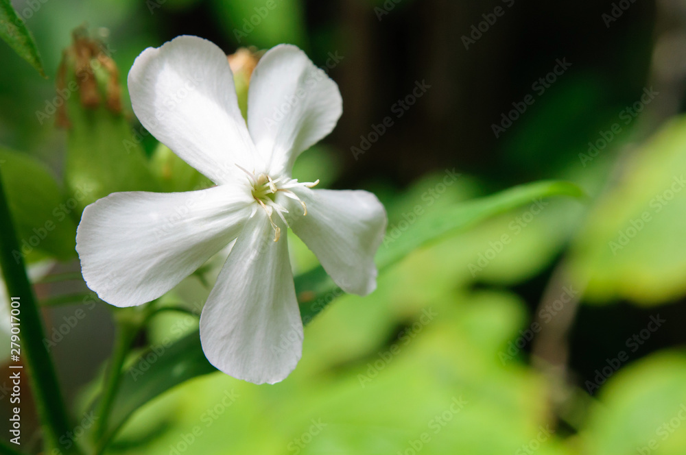 White flower soapwort in the garden, Saponaria. White flower soapwort in the garden, Saponaria.