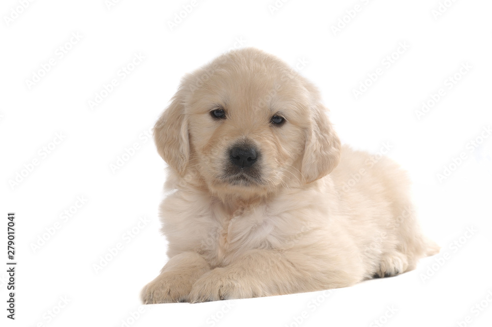 Golden Retriever Golden Retriever