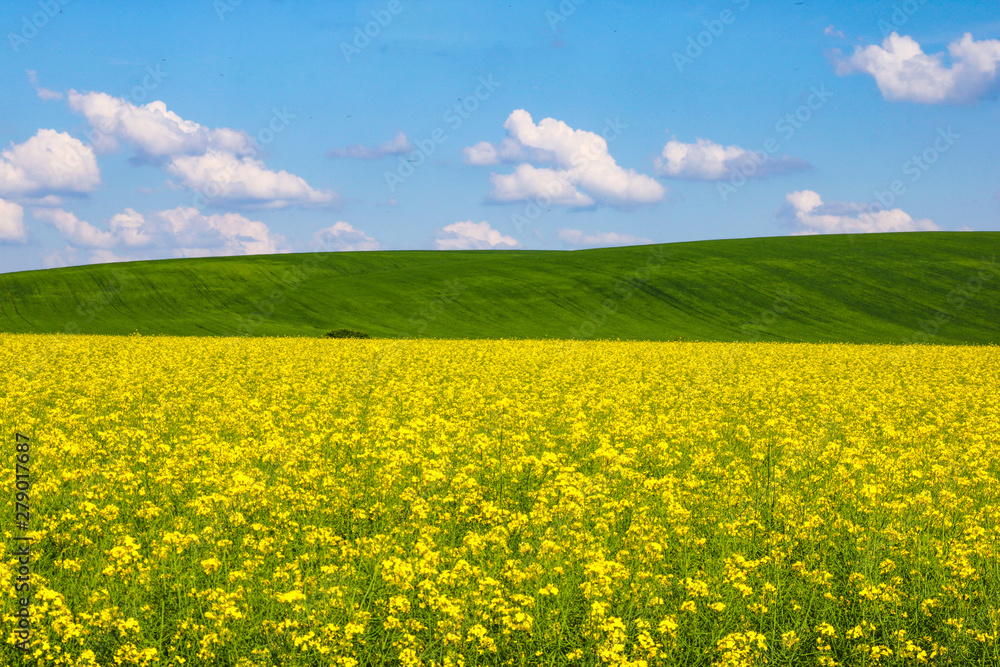 Obraz premium View of a yellow rapeseed field, green hills and blue sky with white clouds.