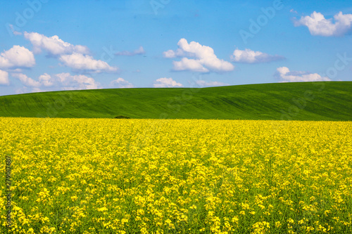 View of a yellow rapeseed field  green hills and blue sky with white clouds.