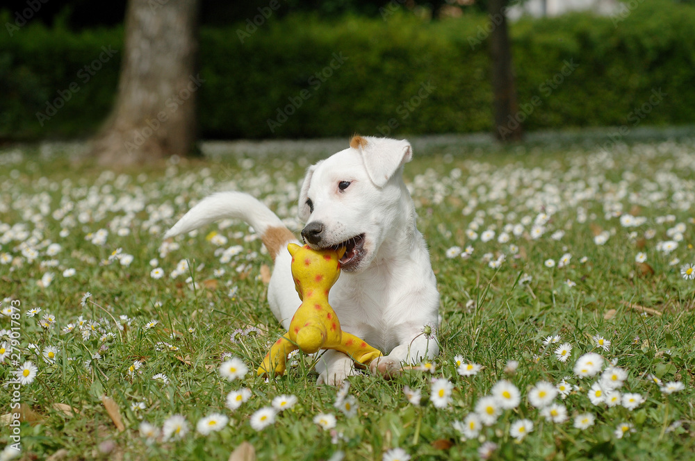 Obraz premium Jack Russell Terrier