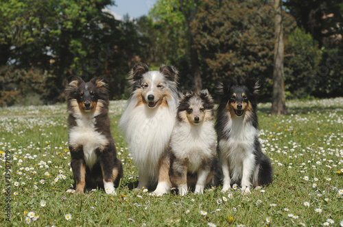 Shetland Sheepdog