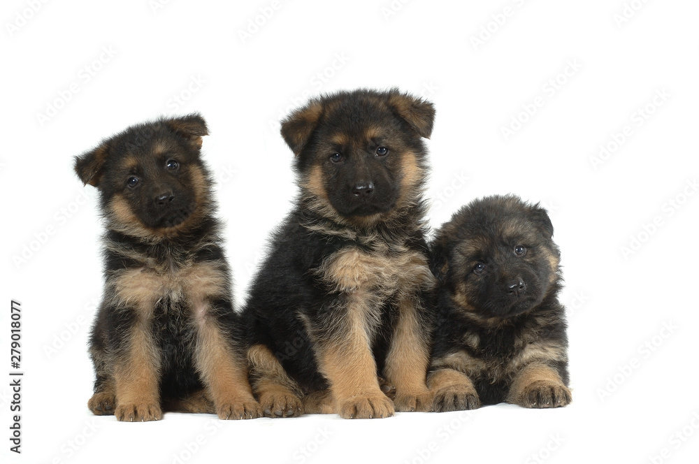 Fototapeta premium German Shepherd puppies