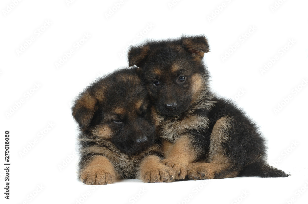 German Shepherd puppies German Shepherd puppies