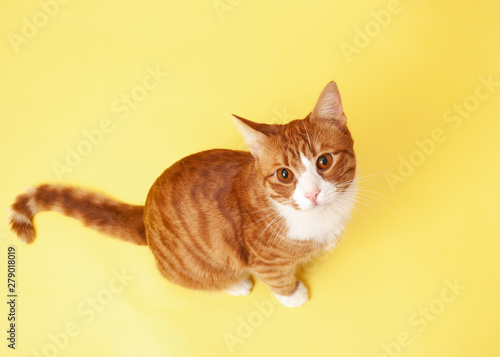 Cute red striped cat on a yellow background looks with a questioning look