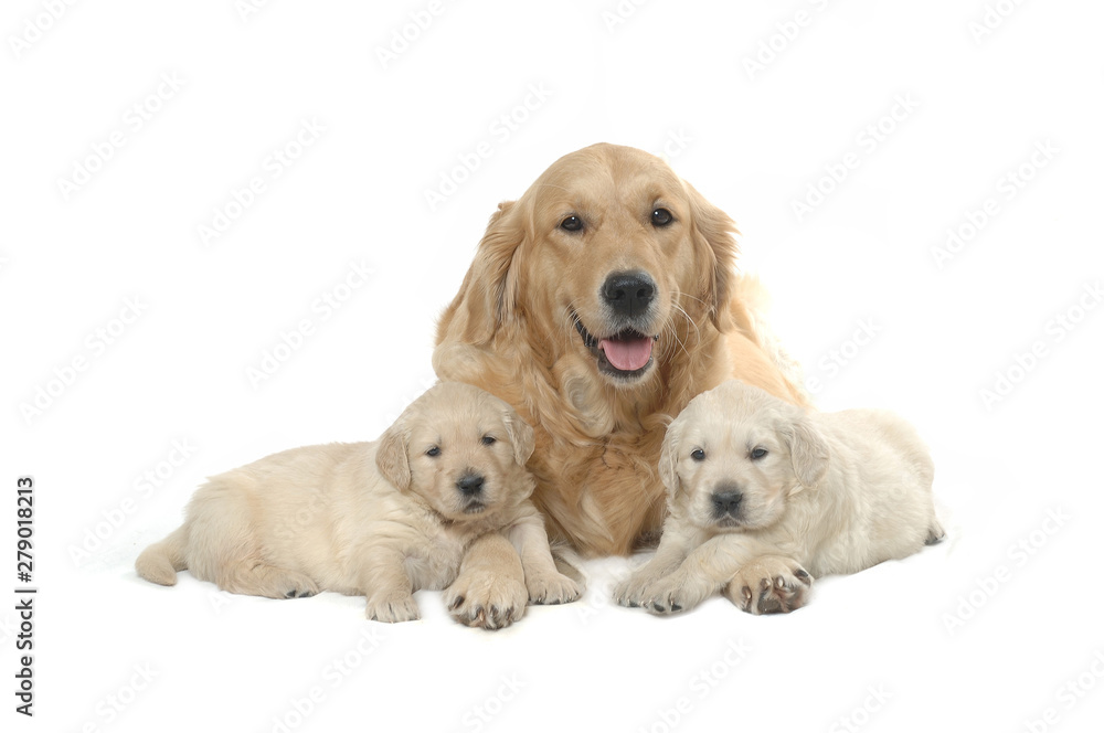 Golden Retriever Golden Retriever
