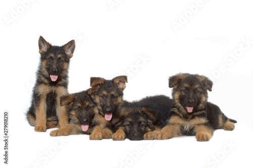 German Shepherd puppies