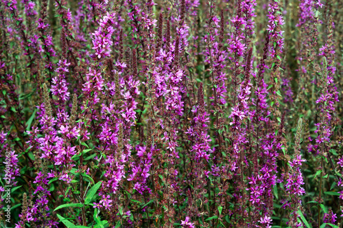 Inflorescence of purple loosestrife in the garden.