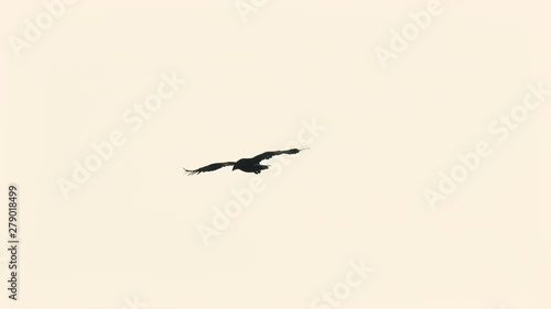 Silhouette of hawk flying high in the air in Asir Province in Saudi Arabia photo