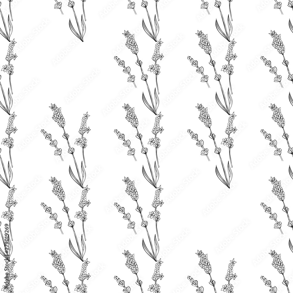 lavender natural hand drawn pattern white and black illustration. Herbal botanical  decoration background