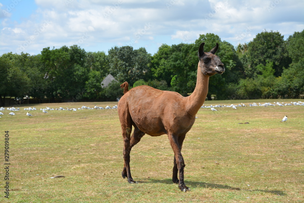 Fototapeta premium Lama
